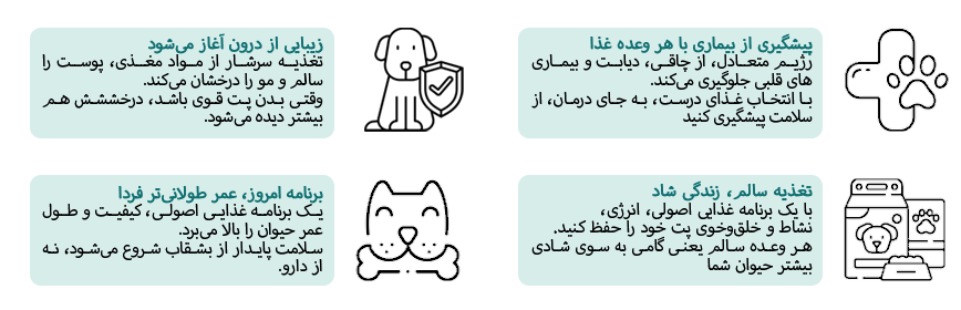 برنامه غذایی پت