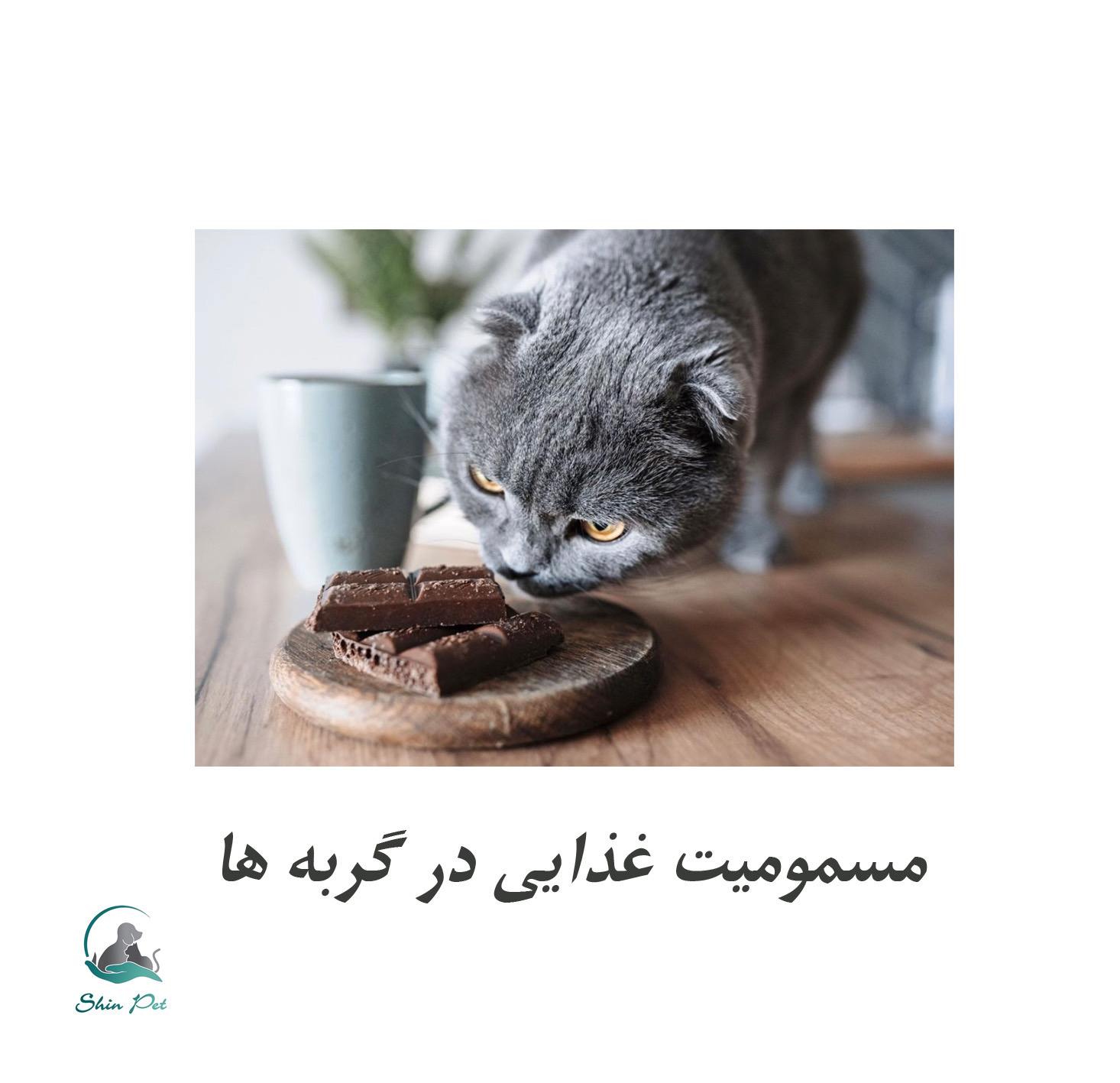 خوراکی‌هایی می‌توانند گربه‌ی شما را مسموم کنند