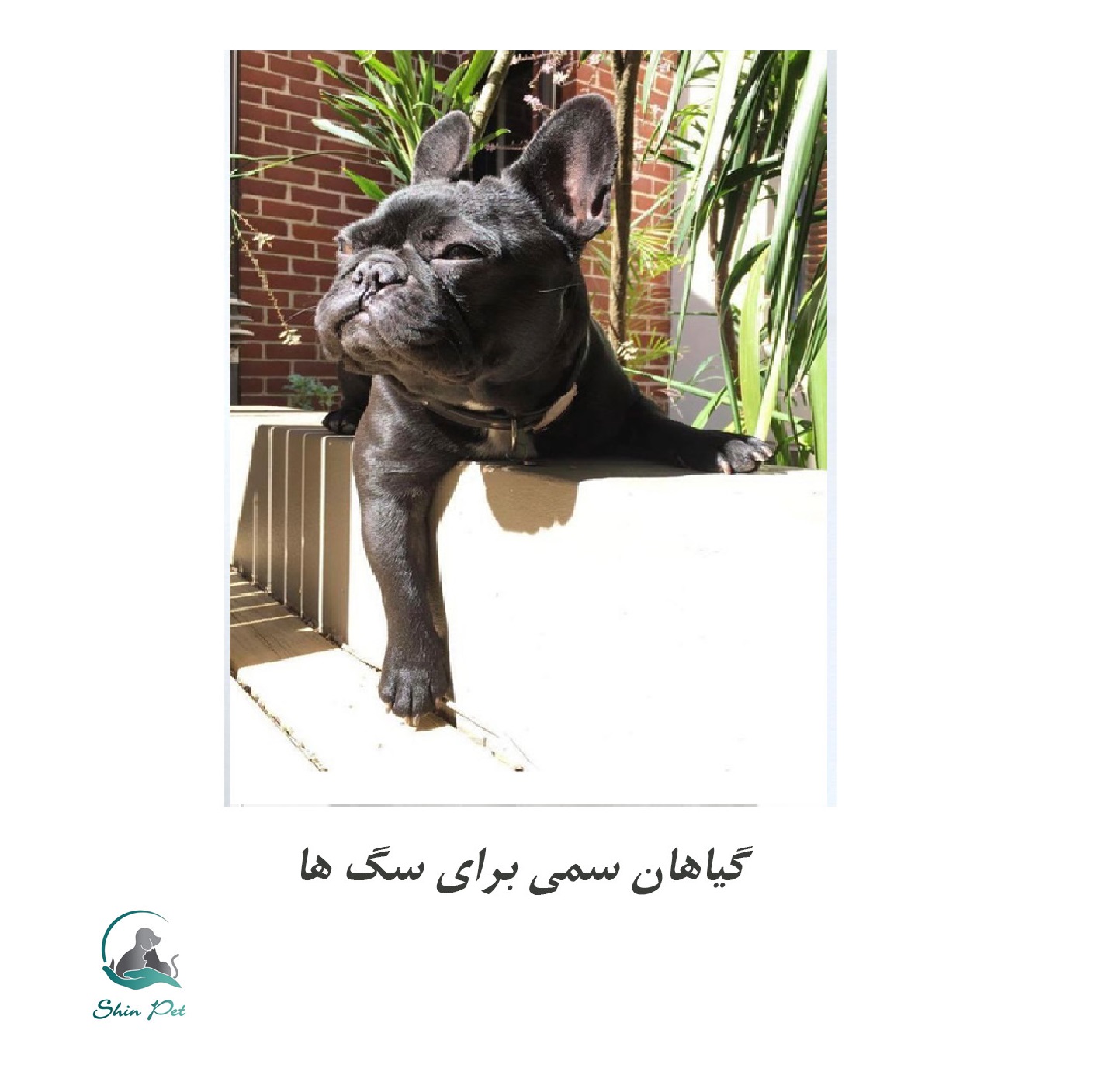 گیاهان سمی برای سگ ها