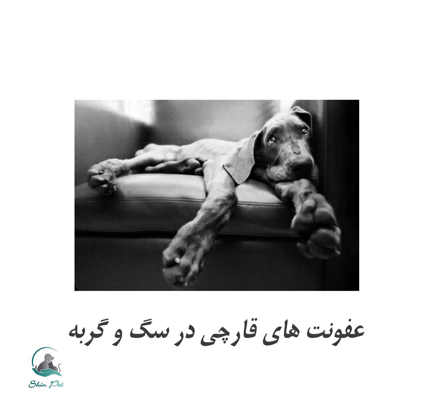 عفونت های قارچی در سگ و گربه