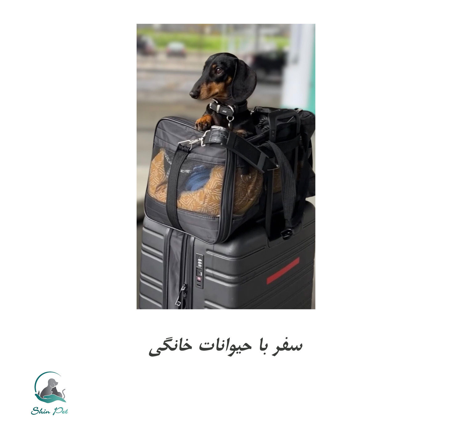 سفری ایمن با حیوان خانگی