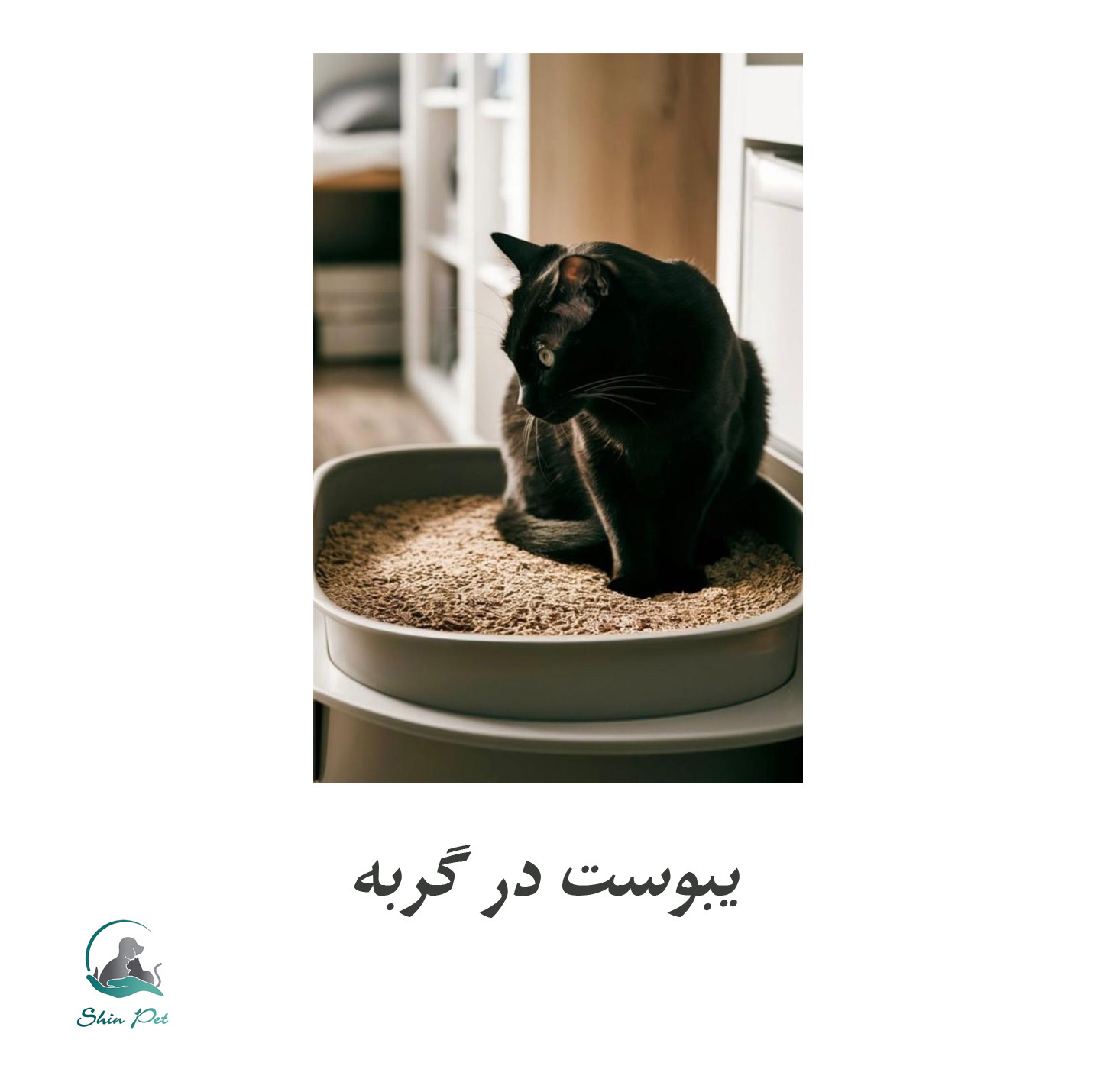 راهکارهای طلایی برای پیشگیری و درمان یبوست گربه