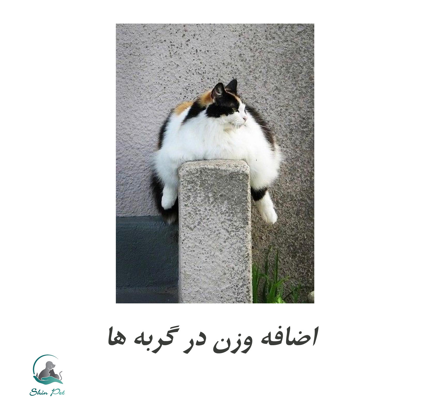 دانستنی‌هایی طلایی برای جلوگیری از چاقی گربه ها و عوارض آن