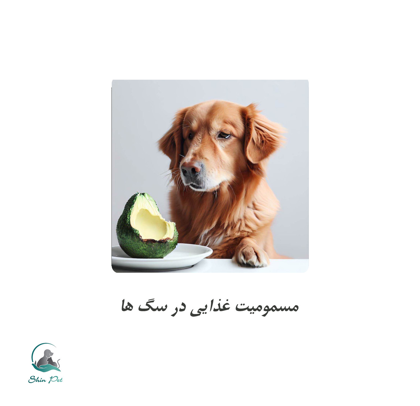 غذاهایی که می‌توانند سگ شما را مسموم کنند!