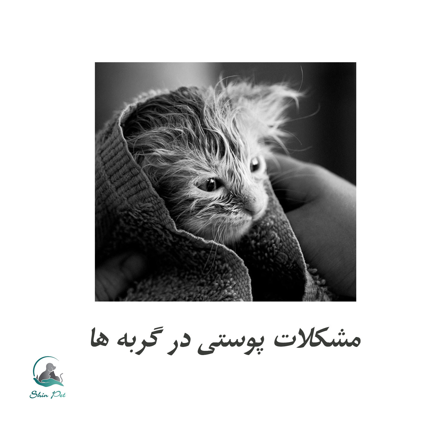 چگونه از بروز مشکلات پوستی در گربه‌ها جلوگیری کنیم؟