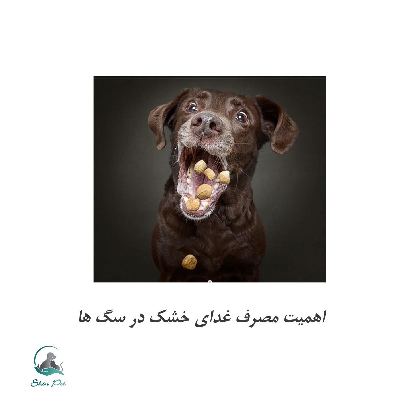 اهمیت مصرف غذای خشک در سگ ها