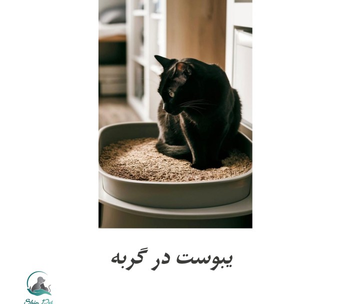 راهکارهای طلایی برای پیشگیری و درمان یبوست گربه راهکارهای طلایی برای پیشگیری و درمان یبوست گربه