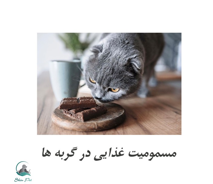 خوراکیهایی میتوانند گربهی شما را مسموم کنند خوراکیهایی میتوانند گربهی شما را مسموم کنند