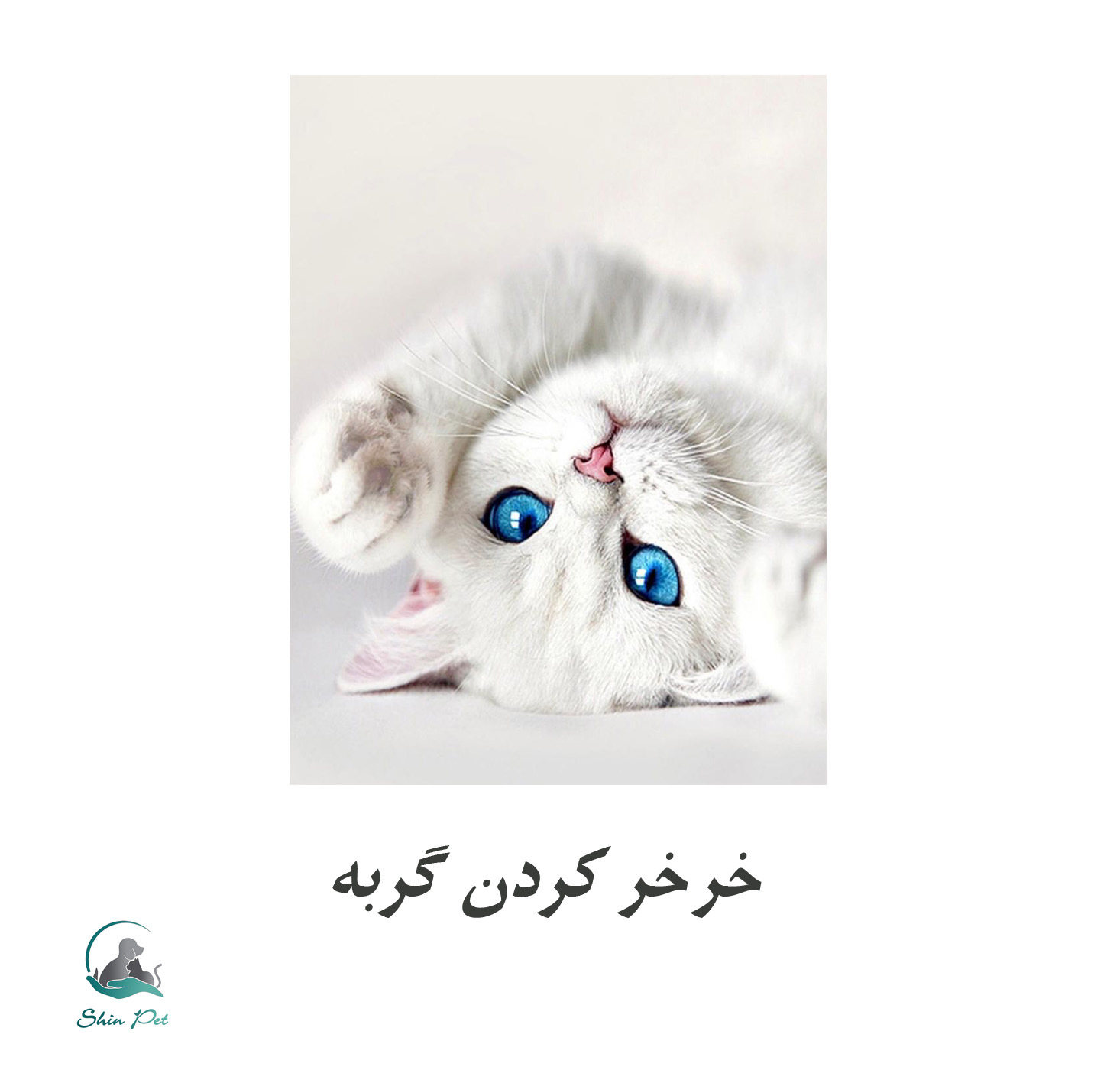 خرخر کردن گربه‌ها
