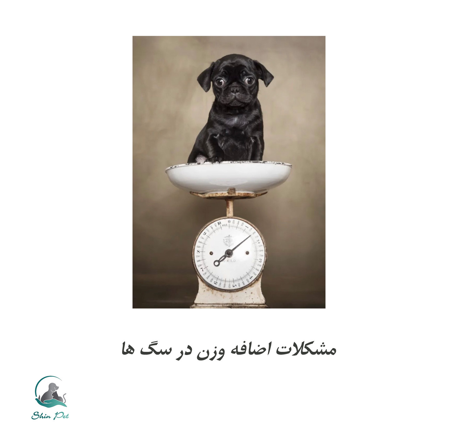 چاقی در سگ‌ها؛ خطری پنهان که نباید نادیده بگیرید!