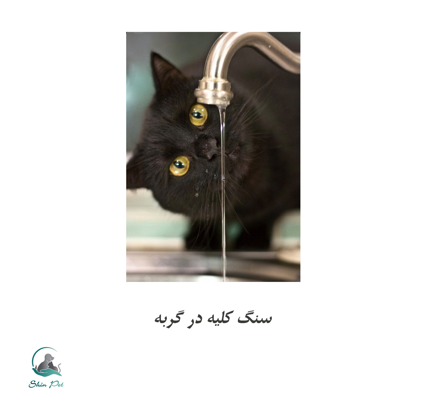 6 روش کلیدی برای پیشگیری از سنگ کلیه در گربه‌ها