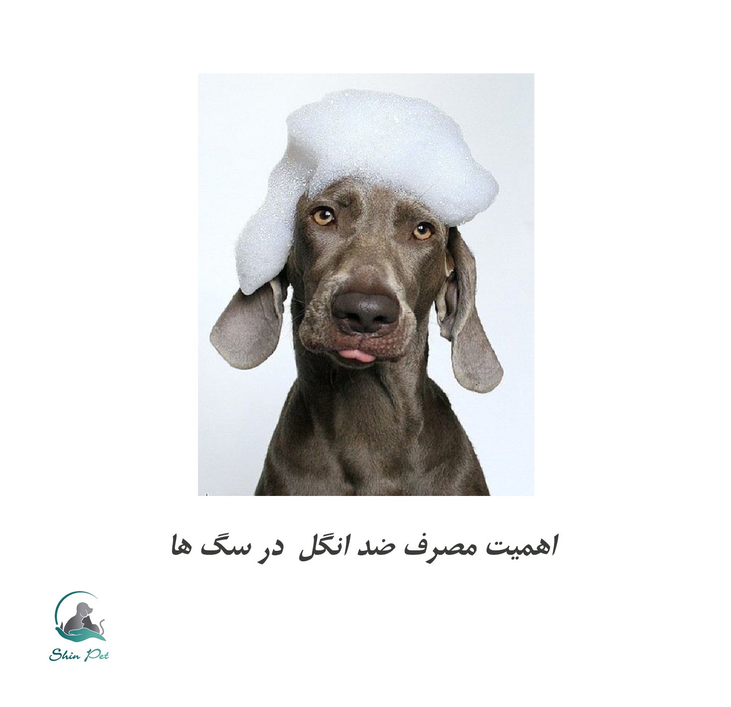 اهمیت مصرف ضدانگل در سگ ها