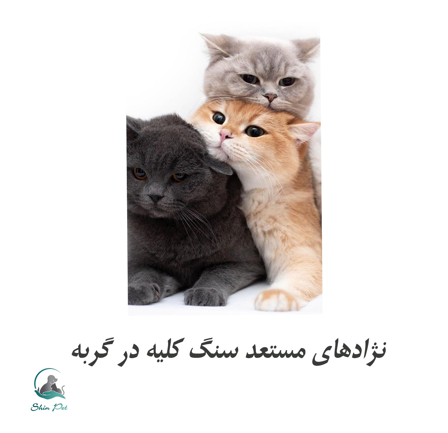 نژادهای گربه مستعد سنگ کلیه