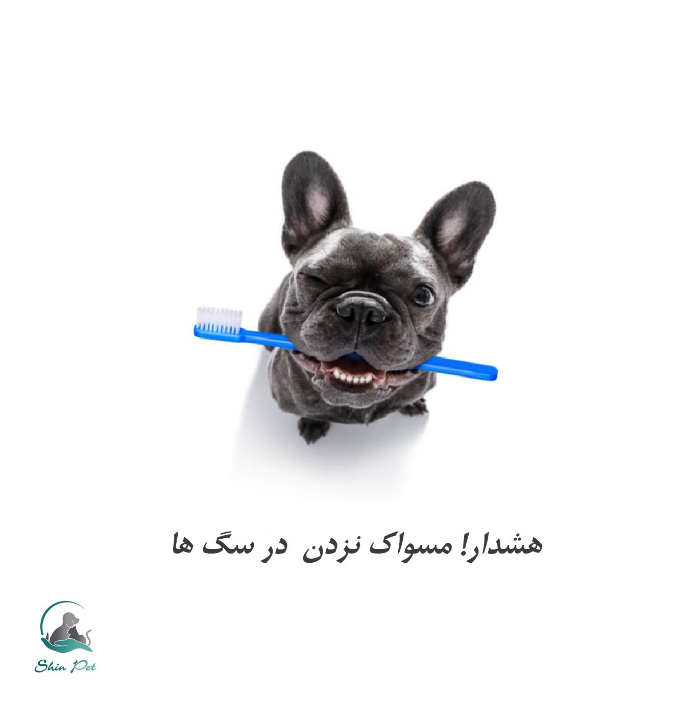 چرا مسواک نزدن دندان سگ‌ها می‌تواند بسیار خطرناک باشد؟